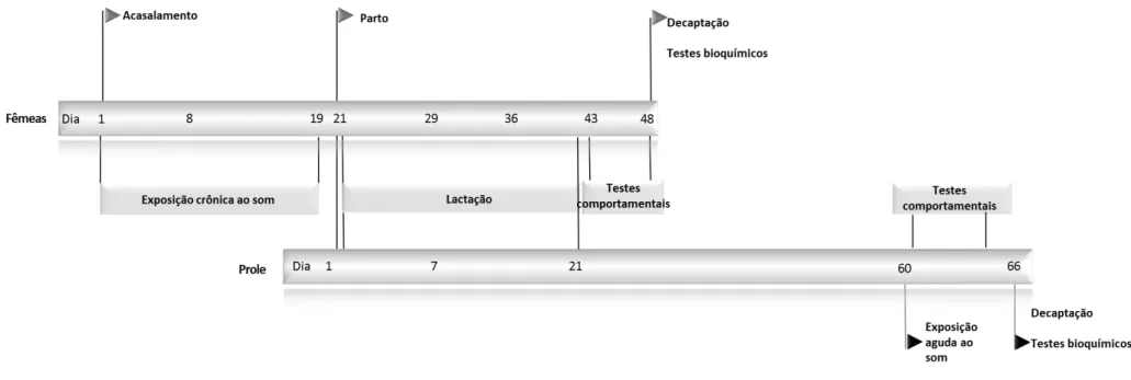 Figura 6B  – Cronograma dos experimentos: apresentação do desenho experimental, indicando cada uma das etapas ao longo do estudo