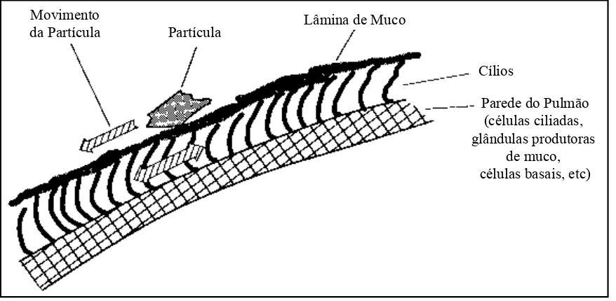 Figura 3.2: Ilustração do movimento mucociliar (37)