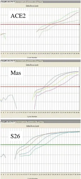 FIGURA 4 - Curvas de amplificação da PCR em tempo real. 