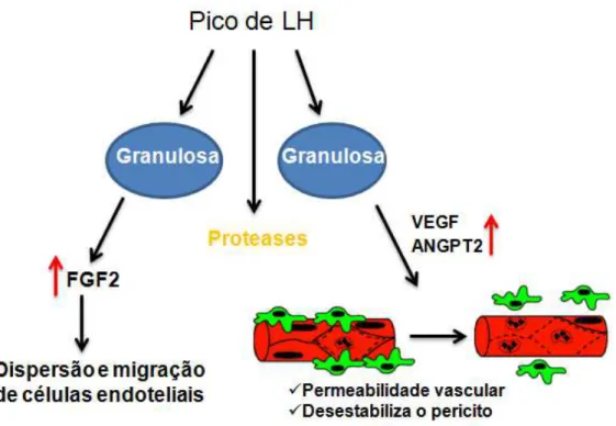 Figura 1.3-1 Indução da  vascularização na  camada tecal  induzida por LH.  Nos folículos  pré-ovulatórios, o pico de LH induz a atividade de proteases, a hipóxia e a produção do  fator de crescimento de fibroblato tipo 2 (FGF2) 