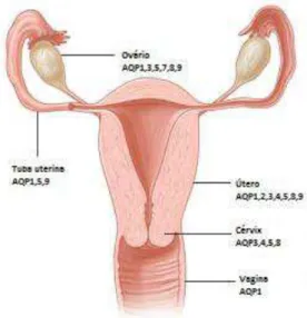 Figura  1.6-2  Representação  esquemática  da  distribuição  das  aquaporinas  no  sistema  genital feminino