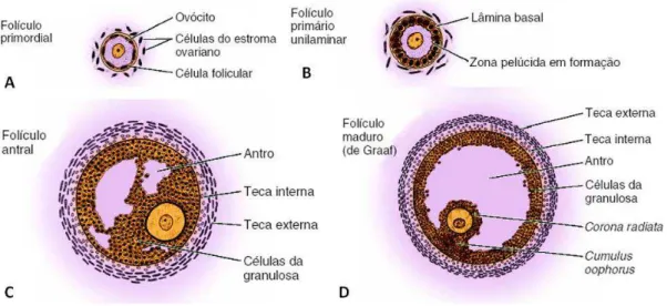 Figura  1.1-1  Classificação  de  folículos  ovarianos  A-  Folículo  primordial,  B-  Folículo  Primário, C- Folículo Antral e D- Folículo maduro (Junqueira &amp; Carneiro 2013)