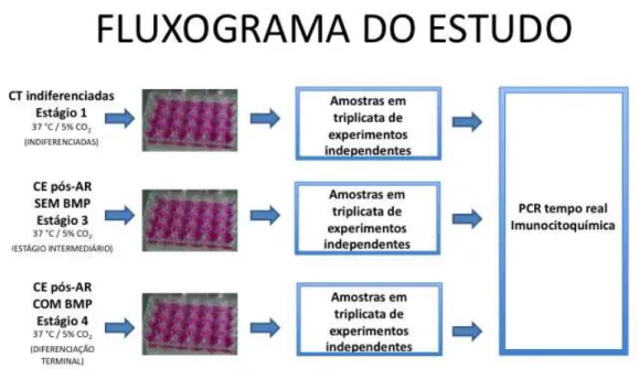 Figura 04 - Fluxograma do estudo. Grupos CT, SEM BMP e COM BMP. 