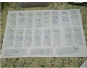 FIGURA  9  -  Lâminas  prontas  secando  em  temperatura ambiente 