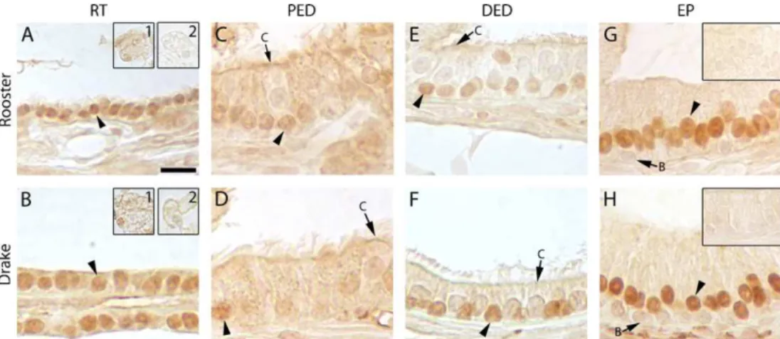 Fig. 3. Androgen receptor (AR) expression in the epididymal region of roosters (A, C, E and G) and drakes (B, D, F and H)