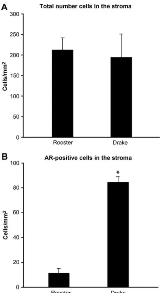 Fig. 5. Quantiﬁcation of total cells (A) and AR-positive cells (B) in the connective tissue of the epididymal region of roosters and drakes