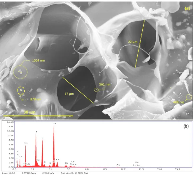 Figure 11. Frequency of distribution of pore size of Ce-HApCG biocomposite. 