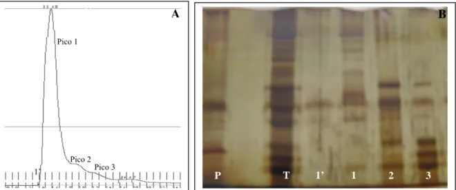 Figura 2.3 – A) Picos cromatográficos obtidos da aplicação das lipoproteínas de baixa densidade (LBD) na  coluna de filtração em gel Sephacryl S100 HR, eluídas em Tris 50mM; B) Eletroforese SDS-PAGE dos picos  obtidos a partir da corrida cromatográfica, ob