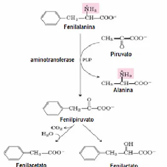 Figura 4 - Vias alternativas para o catabolismo da fenilalanina na fenilcetonúria  Fonte: LEHNINGER, 2006