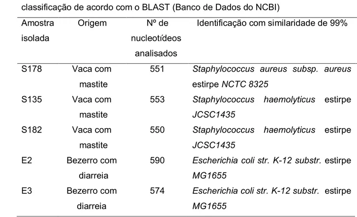 Tabela  1  –  Identificação  das  bactérias  por  sequenciamento  do  rRNA  16S  e  classificação de acordo com o BLAST (Banco de Dados do NCBI)  