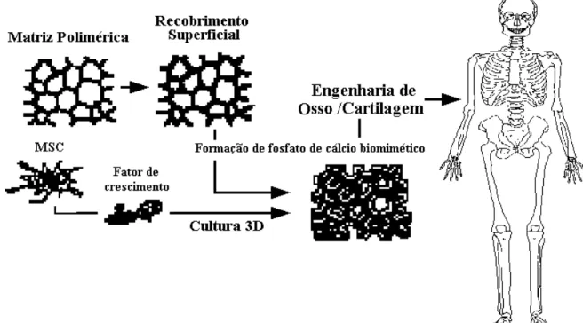 FIGURA 3.1 – Esquema biomimético para matriz bioativa e engenharia de tecido ósseo  (KIM, 2003) 
