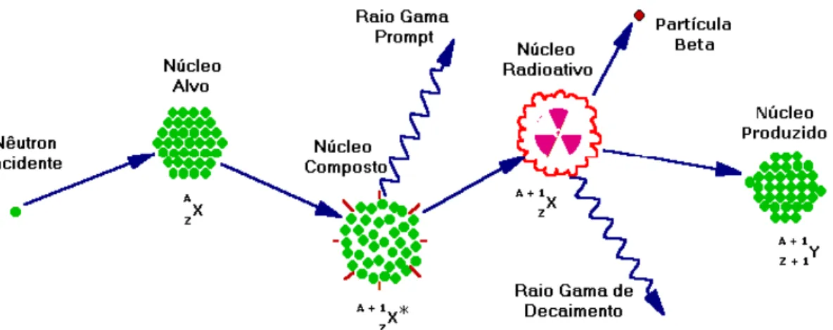 Figura 3.3:  Esquema de representação da seqüência de eventos para reações (n, γ) durante a  irradiação dos núcleos presentes em uma amostra