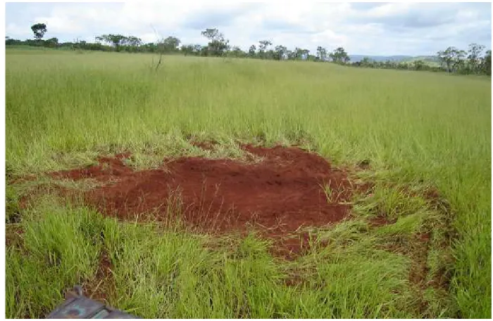 Figura 4.4: Local de coletagem das amostras de solo na EMBRAPA, Sete Lagoas – MG. 