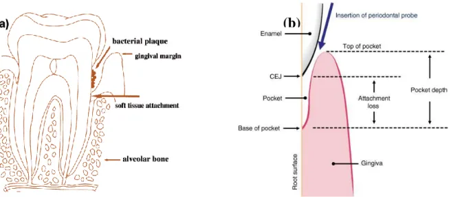 Figura  1  –  a)  anatomia  do  dente  (61)  b) 