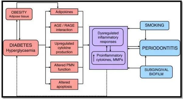 Figura  4  -  representação  esquemática  da  relação  bidirecional  da  Diabetes  Mellitus  e  a  Doença  Periodontal