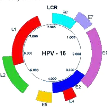 FIGURA 2 - Esquema do genoma do HPV 
