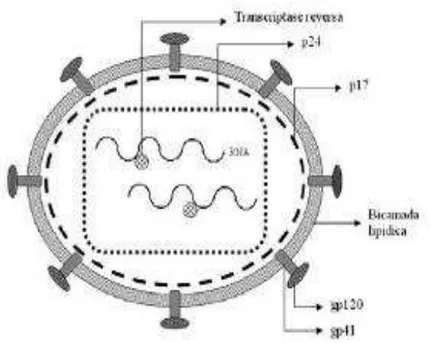 FIGURA 4  – Estrutura do HIV 