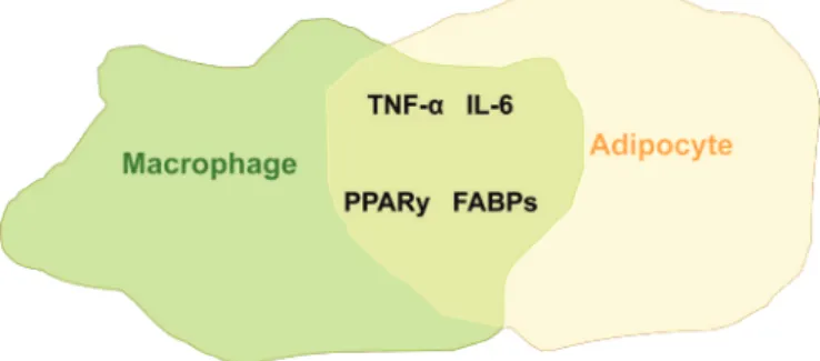 Figure 1. Co-localization of adipocytes and macrophages in fat tissue: 