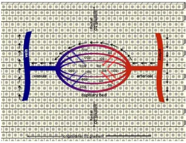 Figure 1. Schematic representation of microcirculatory network