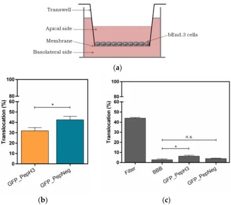 Figure 1. Translocation across a BBB model and the integrity study. (a) An in vitro BBB model  consisting of an immortalized mouse brain endothelial cell line bEnd.3 grown as a monolayer on the  apical side of the tissue culture insert; (b) Percentage of t