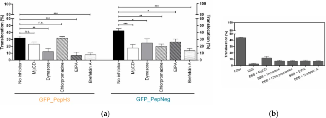 Figure 3. Screening of GFP_PepH3 and GFP_PepNeg translocation, in the presence of endocytosis  inhibitors, and the barrier-integrity studies