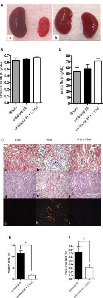 Figure 2. Effects of administration of adipose tissue-derived stem cells in mice  after 6 weeks of unilateral ischemia.