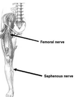 Figure 2. Femoral nerve course along its entire length