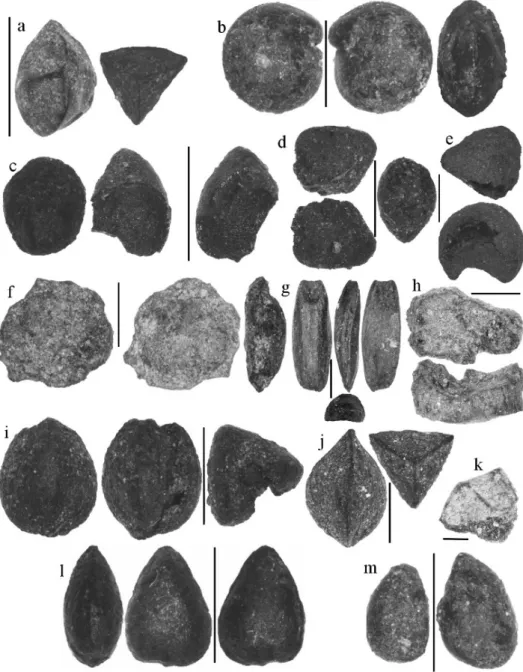 Figure 25.1. Specimens of plant macroremains from the main identified taxa from  Poças de S