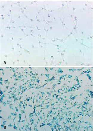 Figure 1. Light microscopy of unlabeled (A) and SPION-labeled, Prussian Blue- Blue-counterstained (B) C6 cells