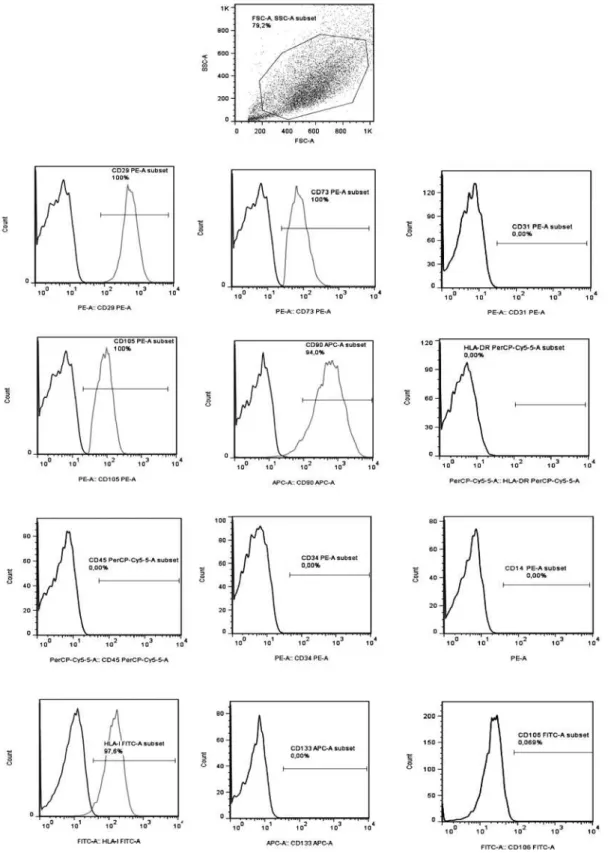 Figure 2. Immunophenotyping of the MSC isolated from umbilical cord. The first graph represents by points all the cells acquired, which are visualized by two  parameters, on the x axis the parameter that represents size (FSC) and on the y axis the paramete