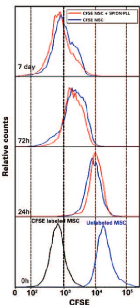 Figure 4. Cellular proliferation assay by the CFSE method. As the curve is  dislocated to the left, it means the MSCs are proliferating