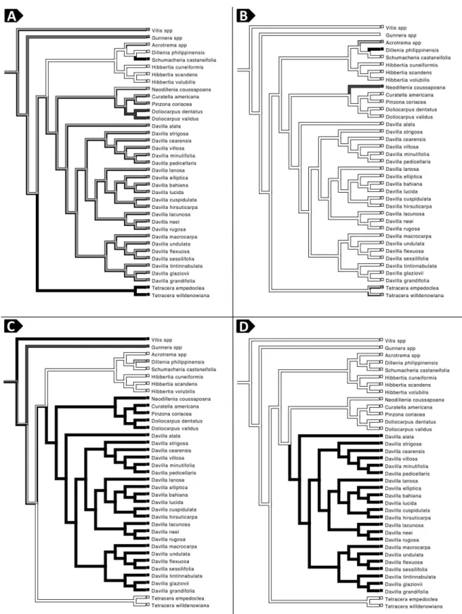 Figura	
  7.	
  Evolução	
  de	
  caracteres	
  em	
  Dilleniaceae	
  plotados	
  sobre	
  árvores	
  de	
  evidência	
  total	
  apresentada	
  na	
   figura	
  6.	
  A.	
  Inflorescência:	
  Flores	
  solitárias	
  (branco);	
  racemo	
  (cinza	
  claro)
