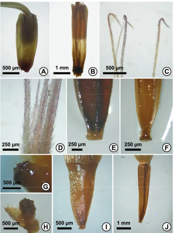 FIGURA  2:  Características  morfológicas  florais:  A.  Corola  Symphyopappus  brasiliensis,  E.K.O