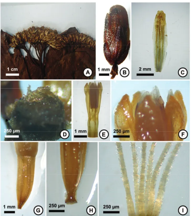 FIGURA  4:  Características  florais  de  Symphyopappus  carmoi  sp.  nov.:  A.  Conflorescência