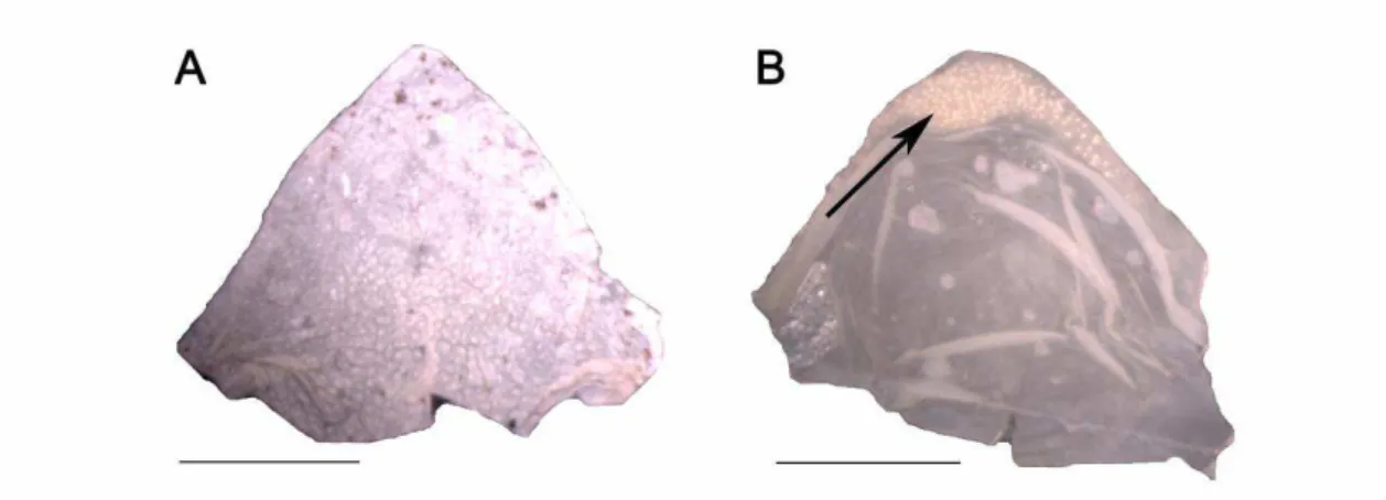 Figura  1  –  Pele  da  região  mentoniana  de  (A)  H.  fasciatus  (MPEG  14101 )   e  (B)  H