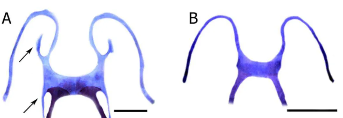 Figura  6  – Aparato hioide de (A) Hypsiboas sp. (MZUSP 139009) e (B) H. polytaenius (UFMG 