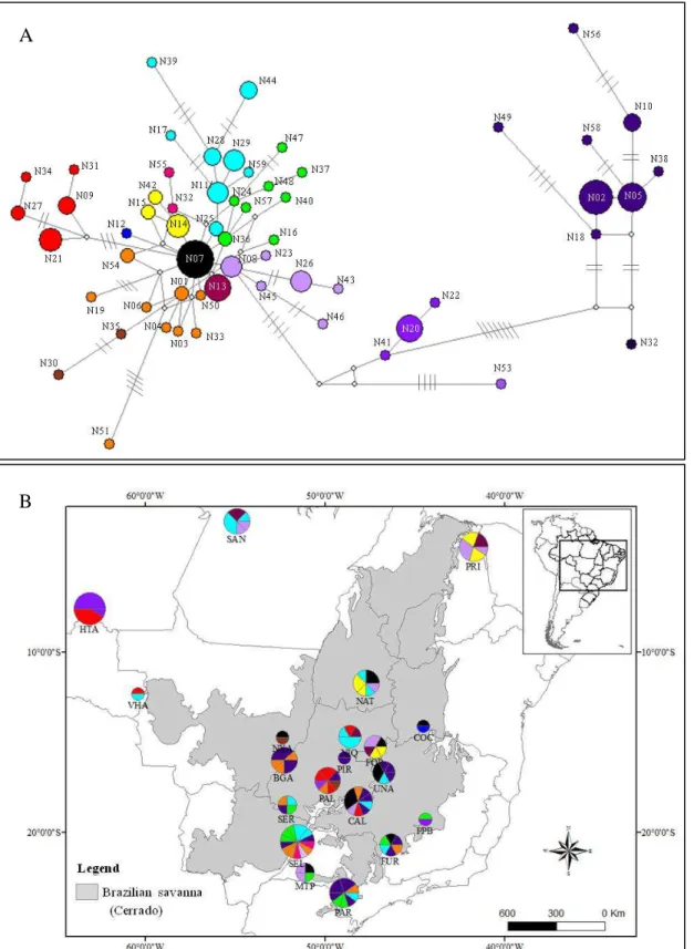 Figure  2. Median-joining network showing the relationships between haplotypes of Qualea  grandiflora    based  on  nrDNA  region  (A)  and  geographic  distribution  of  the  nrDNA 