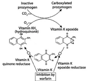 Figure 2. Cycle of vitamin K and its inhibition by warfarin