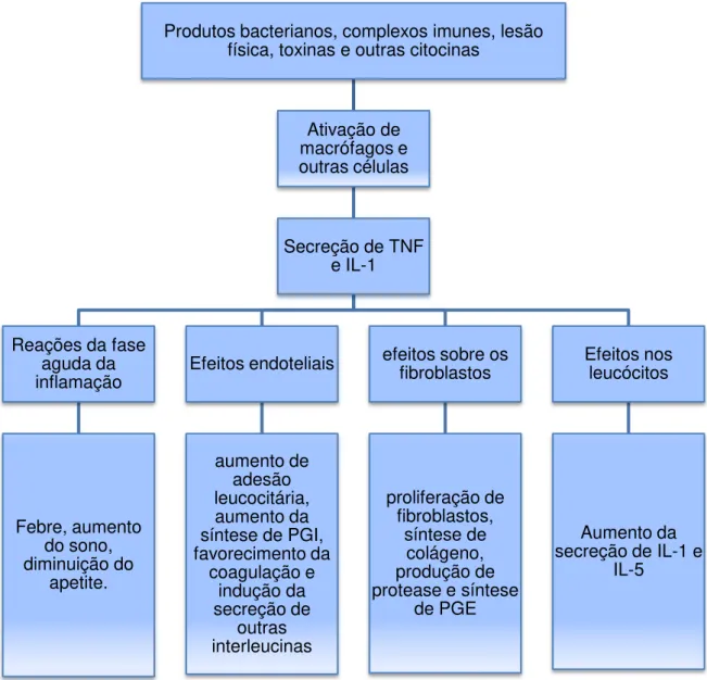 Figura 4  Principais efeitos induzidos pela interleucina 1 (IL-1) e pelo fator de necrose tumoral  (TNF α) na inflamação (KUMAR et al., 2005)