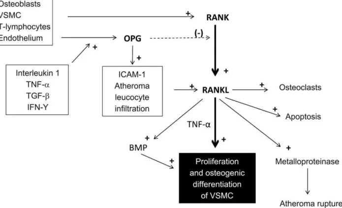 Figure 2. Signaling pathways in RANK-RANKL-OPG axis. Atherosclerotic inflammatory activity can promote smooth muscle cells osteochondrogenic differentiation