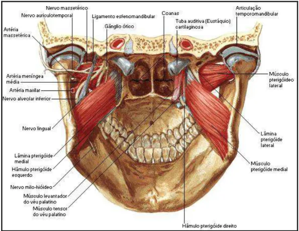FIG. 2: Músculo pterigódeo lateral  – visão interna 