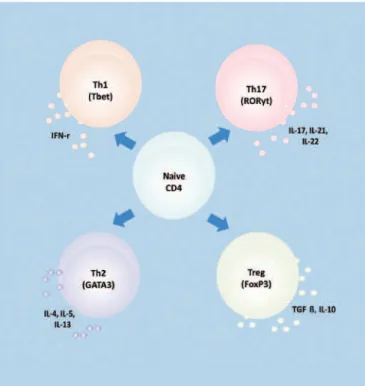 Figure 1. Naive CD4 T-cells can differentiate into diverse phenotypes by  cytokines present in the microenvironment where they proliferate