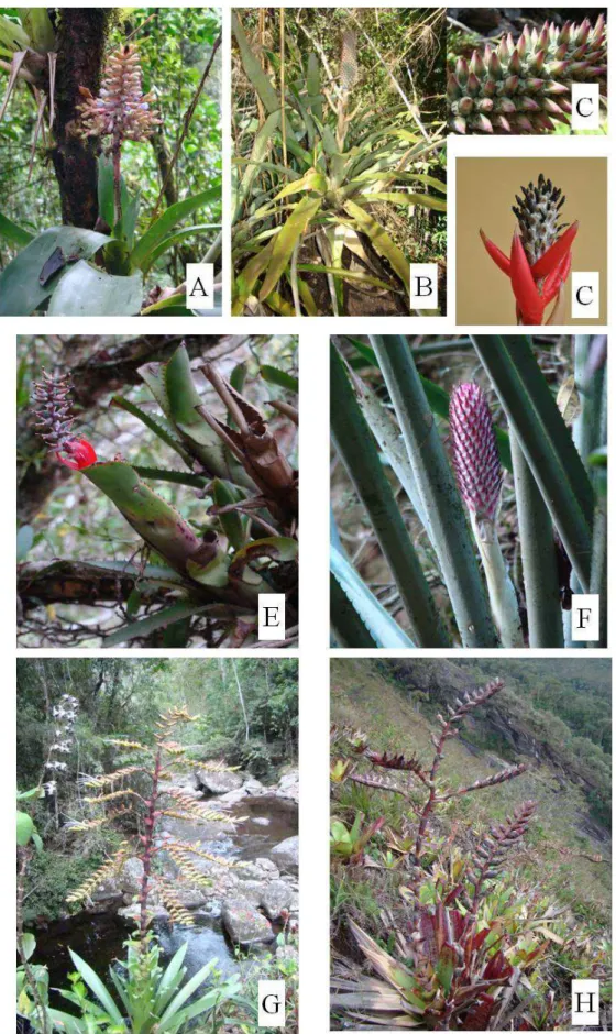 Figura 5: A) Aechmea organensis; B-C) Aechmea lilacinantha, B) Hábito, C) detalhe da inflorescência;  D) Aechmea lamarchei; E) Aechmea nudicaulis; F) Aechmea vanhoutteana; G-H) Alcantarea extensa 