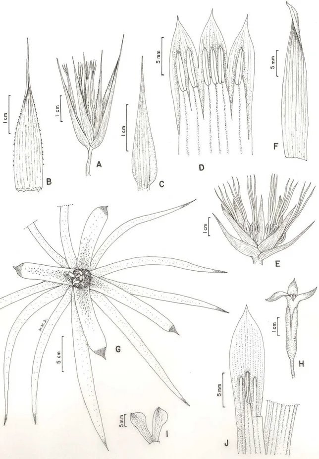 Figura 8: A-D) Neoregelia lymaniana, A) ramo da inflorescência, B) bráctea floral, C) sépala, D) pétala com estames  adnatos; E-F) Neoregelia farinosa, E) inflorescência, F) bráctea floral; G-J) Neoregelia aff