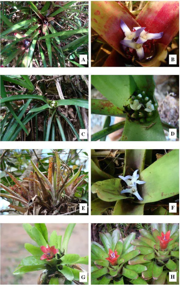 Figura  9:  A-B)  Neoregelia  aff.  simulans,  A)  hábito,  B)  flor;  C-E)  Neoregelia  sp.,  C)  hábito,  D)  flor,  E)  hábito  da  planta quando exposta ao sol, as folhas ficam vináceas com máculas verdes; F)  Neoregelia brownii; G) Nidularium 