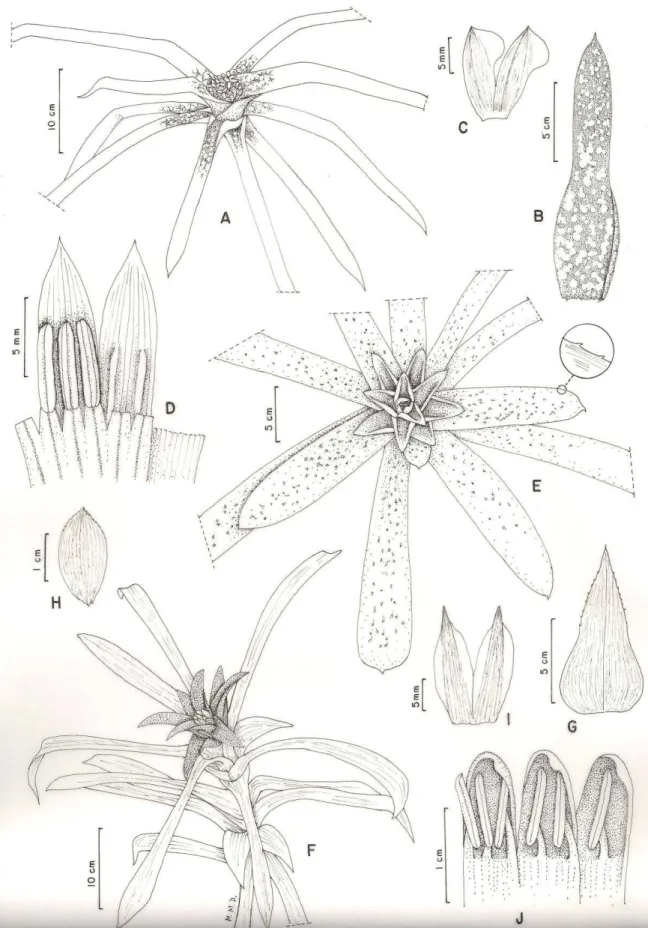 Figura 10: A-D) Neoregelia sp., A) hábito, B) folha completamente vinácea com máculas verdes quando exposta ao  sol, C) sépala, D) pétala com estames adnatos e calosidades laterais às anteras; E) Nidularium espiritosantense; F-J) 