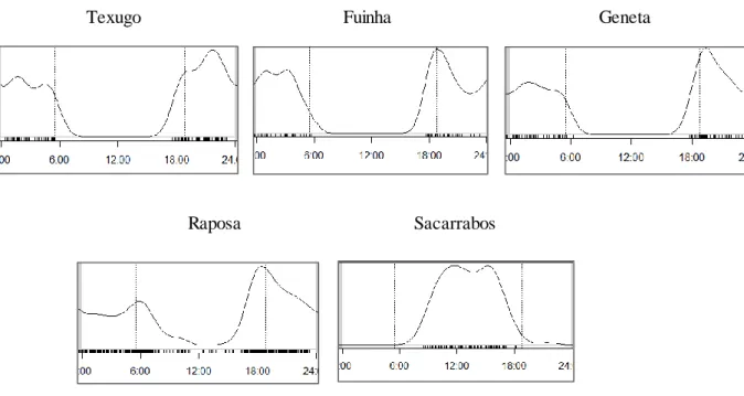 Figura  5.1- Estimativas da densidade  de kernel  que representam os padrões de atividade  das espécies de mesocarnívoros  na  Serra  de Grândola, ao longo  de 24h