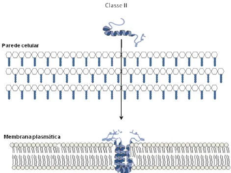 Figura 6. Modo de ação de bacteriocinas da classe II (modificado de COTTER et al.,  2005)