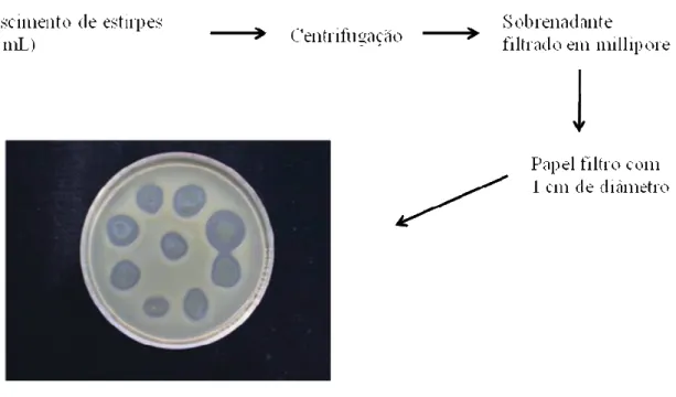 Figura  7.  Modelo  esquemático  do  experimento  1  de  avaliação  de  compostos  antimicrobianos por estirpes de Bacillus