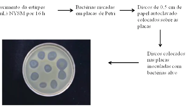 Figura  8.  Modelo  esquemático  do  experimento  2  de  avaliação  de  produção  de  compostos antimicrobianos por estirpes de Bacillus